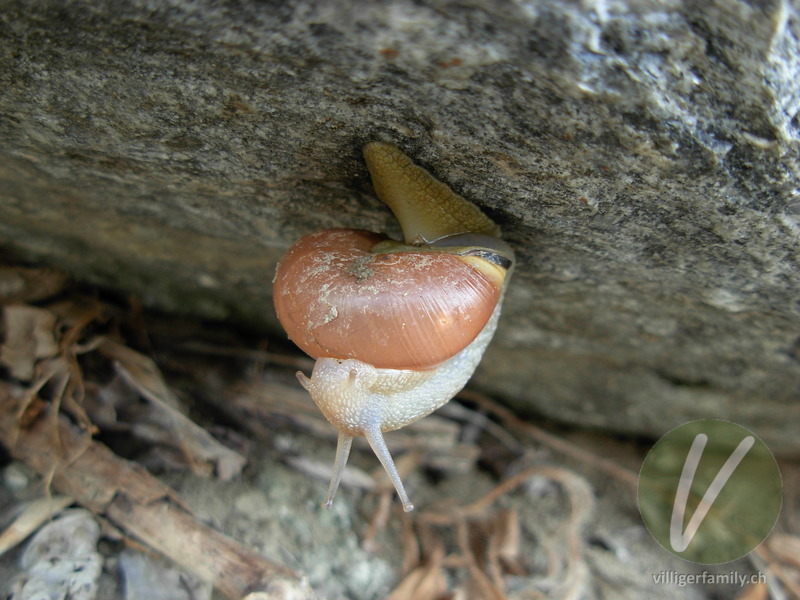 Hain-Bänderschnecke: Übersicht